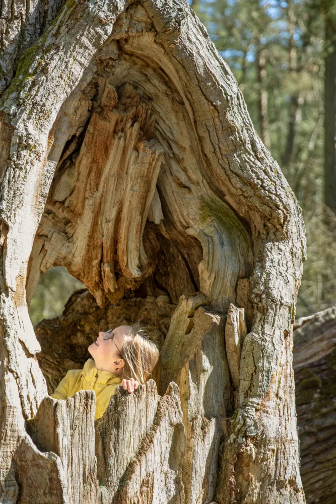 Helena Elm - Utflykt - Trollskogen