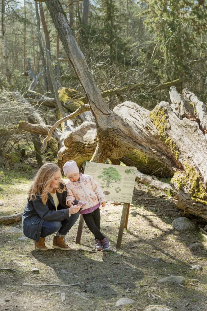 Helena Elm - Utflykt - Trollskogen