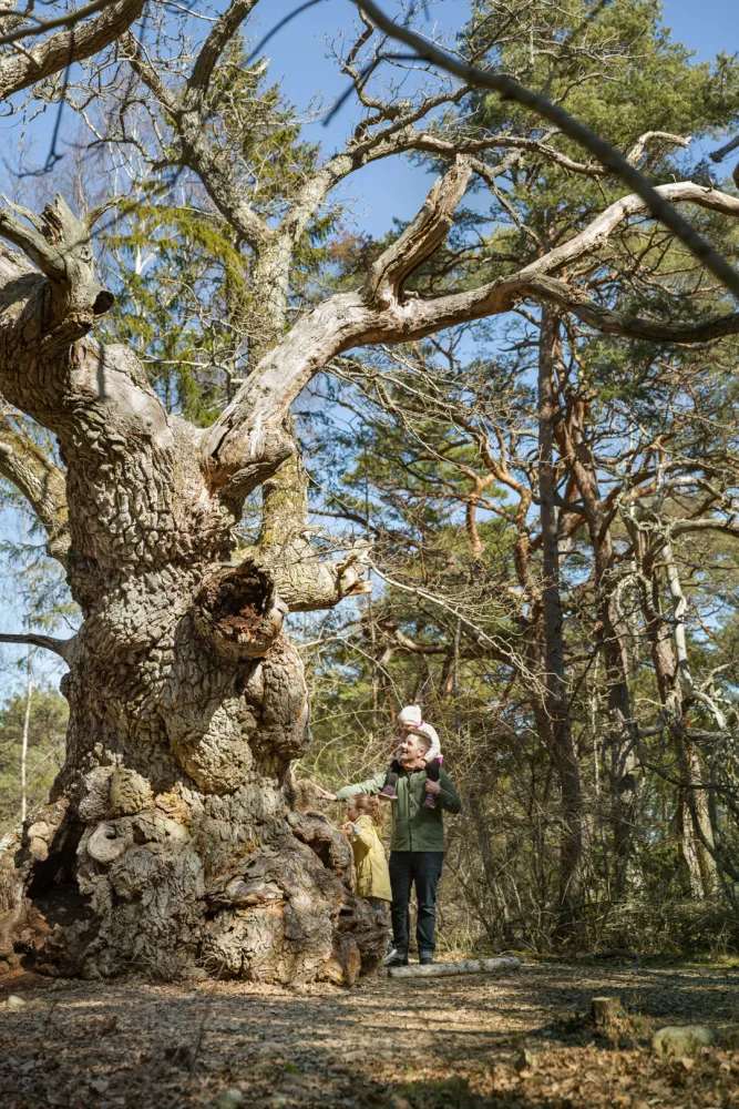 Helena Elm - Utflykt - Trollskogen