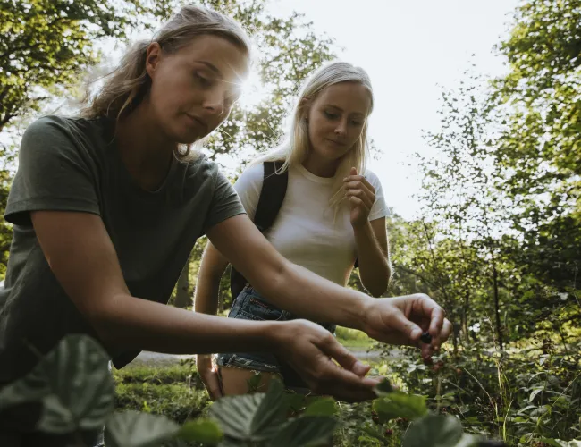 Plocka bär på Öland