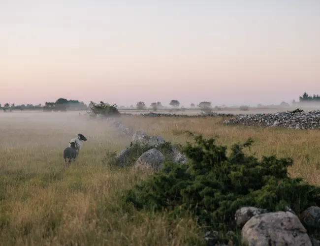 Seby - södra Öland