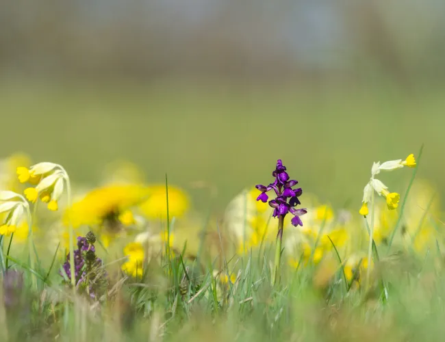 Blommor på Södra Greda Löväng