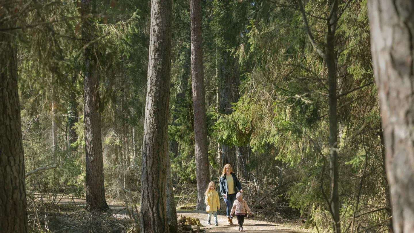 Helena Elm - Utflykt - Trollskogen