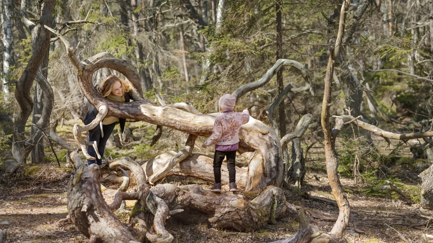 Helena Elm - Utflykt - Trollskogen